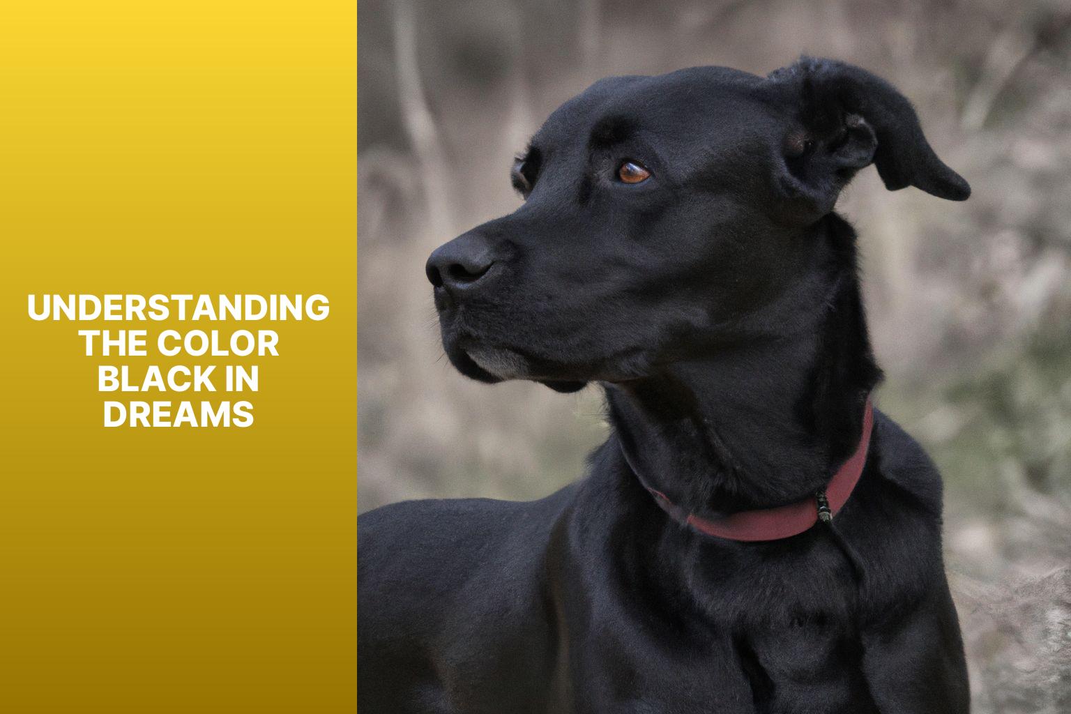 Understanding the Color Black in Dreams - black dog in dream biblical meaning 